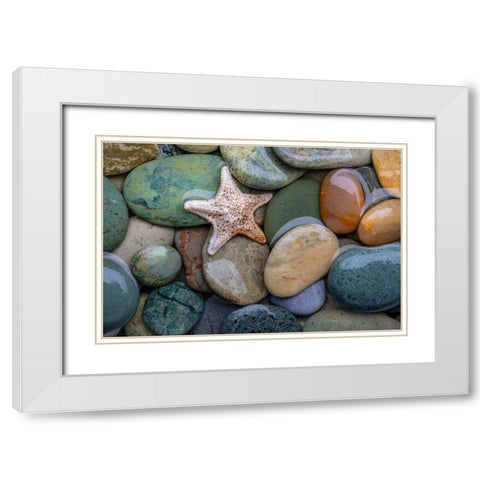 Seastar and Beach Rock White Modern Wood Framed Art Print with Double Matting by Mahan, Kathy