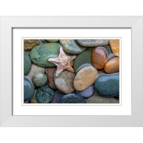 Seastar and Beach Rock White Modern Wood Framed Art Print with Double Matting by Mahan, Kathy