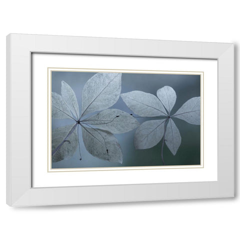 Western Starflower I White Modern Wood Framed Art Print with Double Matting by Mahan, Kathy