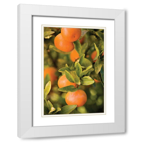 OrangesII White Modern Wood Framed Art Print with Double Matting by Millet, Karyn
