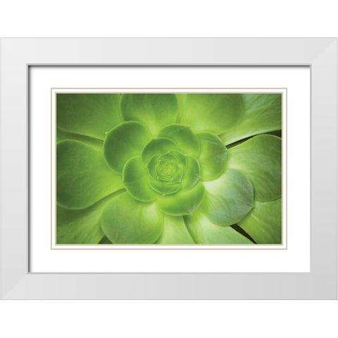 Succulent I White Modern Wood Framed Art Print with Double Matting by Millet, Karyn
