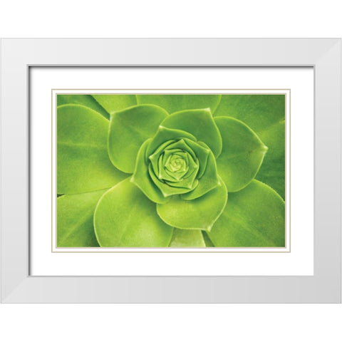 Succulent II White Modern Wood Framed Art Print with Double Matting by Millet, Karyn