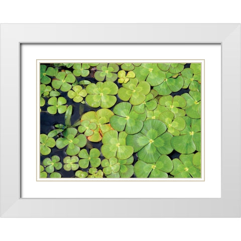 Lily Pads White Modern Wood Framed Art Print with Double Matting by Millet, Karyn
