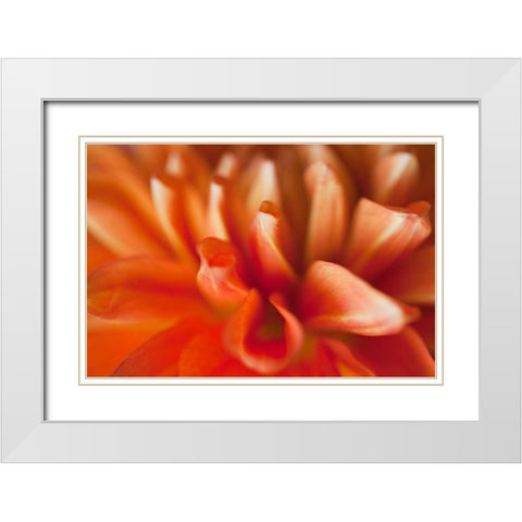 Orange Dahlia White Modern Wood Framed Art Print with Double Matting by Millet, Karyn