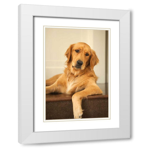 Goldie II White Modern Wood Framed Art Print with Double Matting by Millet, Karyn