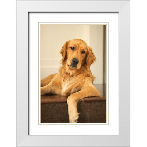 Goldie II White Modern Wood Framed Art Print with Double Matting by Millet, Karyn