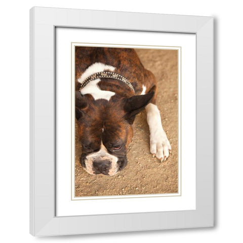 Boxer White Modern Wood Framed Art Print with Double Matting by Millet, Karyn
