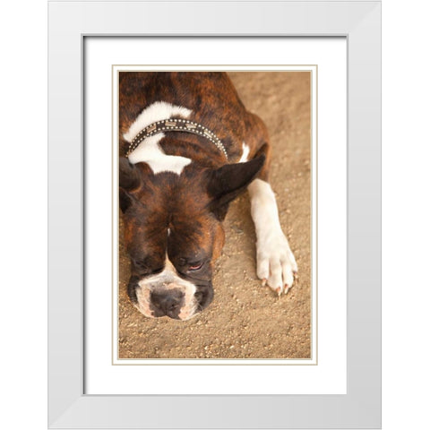 Boxer White Modern Wood Framed Art Print with Double Matting by Millet, Karyn