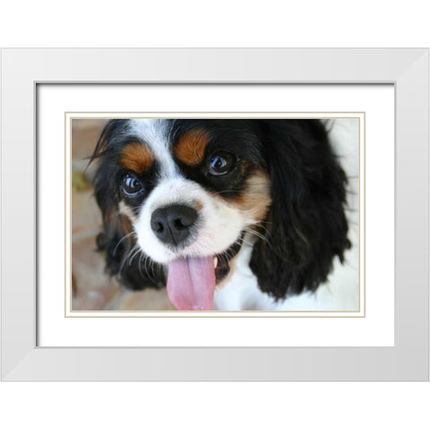 King Charles Spaniel White Modern Wood Framed Art Print with Double Matting by Millet, Karyn