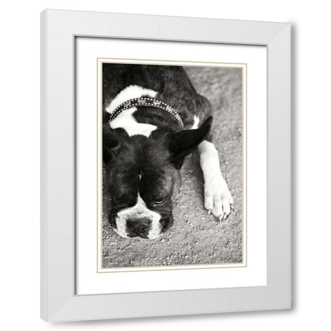 Boxer White Modern Wood Framed Art Print with Double Matting by Millet, Karyn