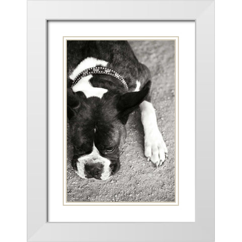 Boxer White Modern Wood Framed Art Print with Double Matting by Millet, Karyn