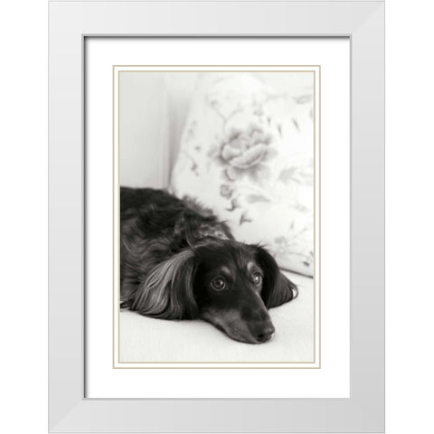 Dachshund White Modern Wood Framed Art Print with Double Matting by Millet, Karyn