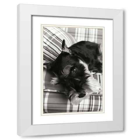Schnauzer White Modern Wood Framed Art Print with Double Matting by Millet, Karyn