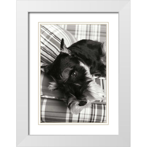 Schnauzer White Modern Wood Framed Art Print with Double Matting by Millet, Karyn