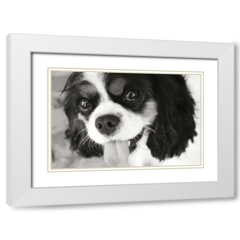 King Charles Spaniel White Modern Wood Framed Art Print with Double Matting by Millet, Karyn