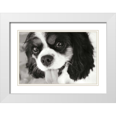 King Charles Spaniel White Modern Wood Framed Art Print with Double Matting by Millet, Karyn
