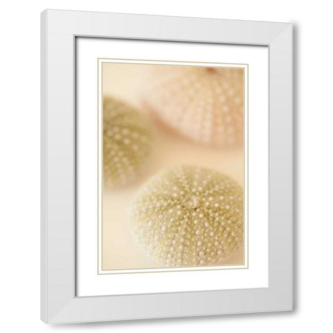 Ocean Treasures III White Modern Wood Framed Art Print with Double Matting by Millet, Karyn
