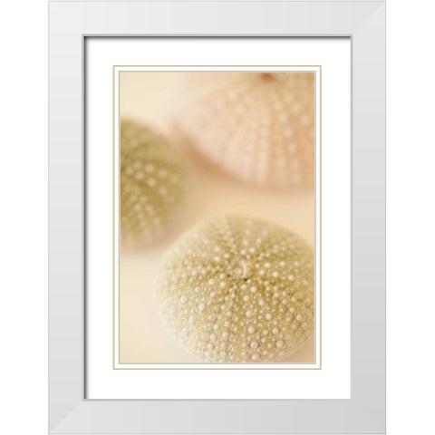 Ocean Treasures III White Modern Wood Framed Art Print with Double Matting by Millet, Karyn