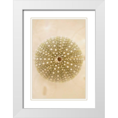 Ocean Treasures IV White Modern Wood Framed Art Print with Double Matting by Millet, Karyn