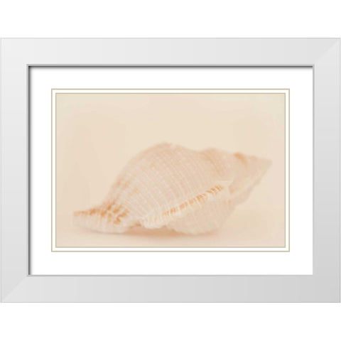 Ocean Treasures VIII White Modern Wood Framed Art Print with Double Matting by Millet, Karyn