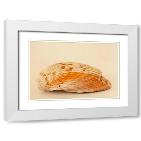 Ocean Treasures X White Modern Wood Framed Art Print with Double Matting by Millet, Karyn