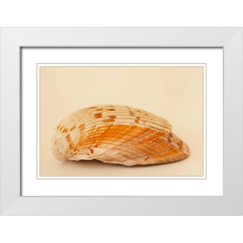 Ocean Treasures X White Modern Wood Framed Art Print with Double Matting by Millet, Karyn