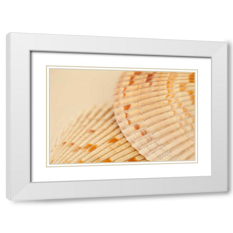 Ocean Treasures XIII White Modern Wood Framed Art Print with Double Matting by Millet, Karyn