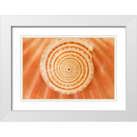 Ocean Treasures XIV White Modern Wood Framed Art Print with Double Matting by Millet, Karyn