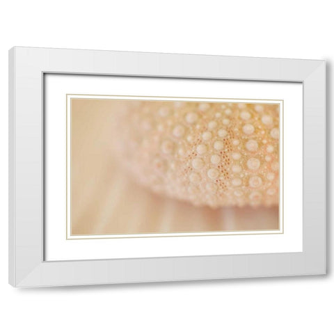 Ocean Treasures XV White Modern Wood Framed Art Print with Double Matting by Millet, Karyn