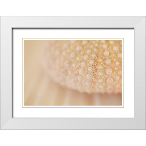 Ocean Treasures XV White Modern Wood Framed Art Print with Double Matting by Millet, Karyn