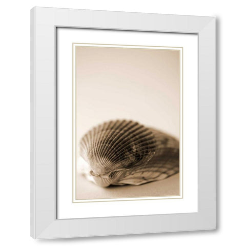 Shell Symmetry I White Modern Wood Framed Art Print with Double Matting by Millet, Karyn