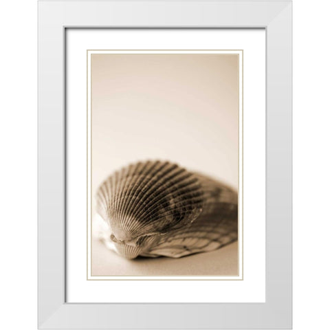 Shell Symmetry I White Modern Wood Framed Art Print with Double Matting by Millet, Karyn