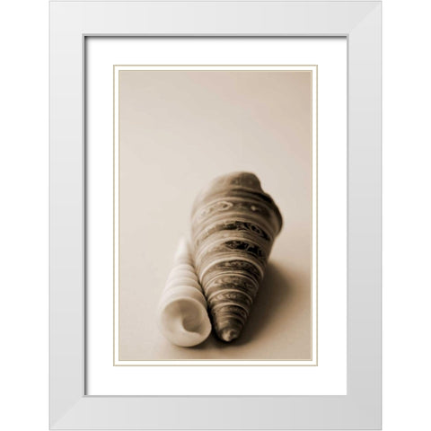 Shell Symmetry II White Modern Wood Framed Art Print with Double Matting by Millet, Karyn