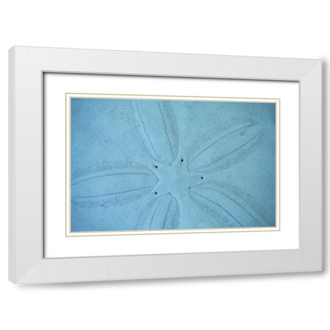 Sand Dollar I White Modern Wood Framed Art Print with Double Matting by Millet, Karyn