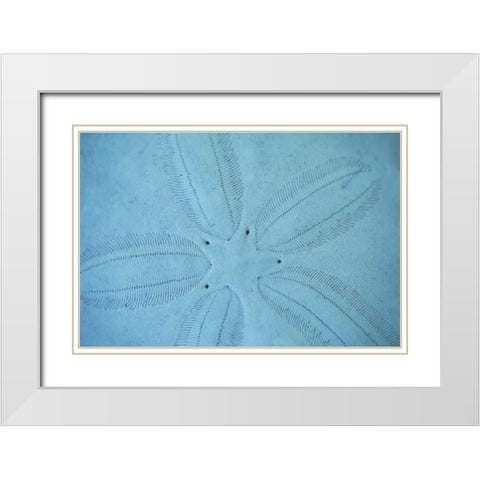Sand Dollar I White Modern Wood Framed Art Print with Double Matting by Millet, Karyn