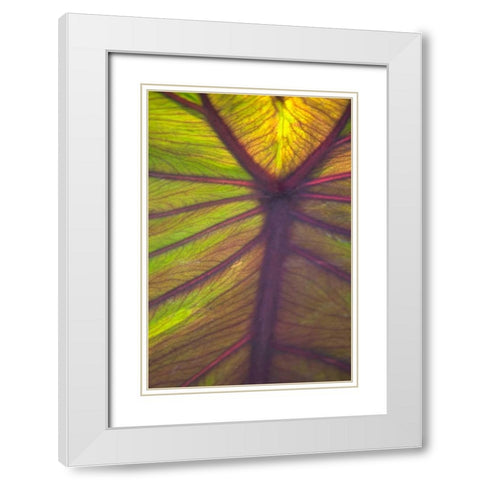 Sun in the Leaves I White Modern Wood Framed Art Print with Double Matting by Millet, Karyn