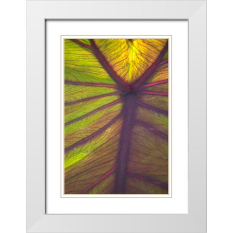 Sun in the Leaves I White Modern Wood Framed Art Print with Double Matting by Millet, Karyn