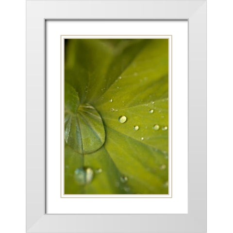 Tropical Leaves I White Modern Wood Framed Art Print with Double Matting by Millet, Karyn