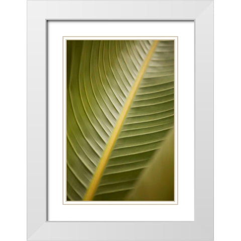 Tropical Leaves II White Modern Wood Framed Art Print with Double Matting by Millet, Karyn