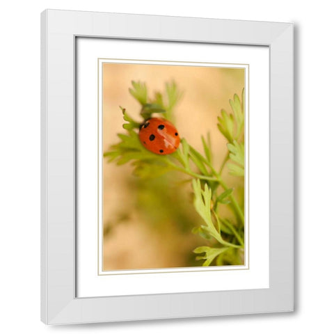 Lady Bug II White Modern Wood Framed Art Print with Double Matting by Millet, Karyn