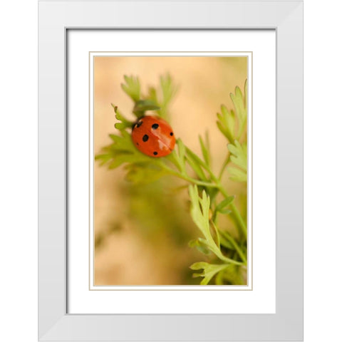 Lady Bug II White Modern Wood Framed Art Print with Double Matting by Millet, Karyn