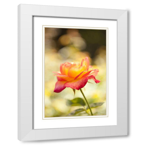 Serene Rose I White Modern Wood Framed Art Print with Double Matting by Millet, Karyn