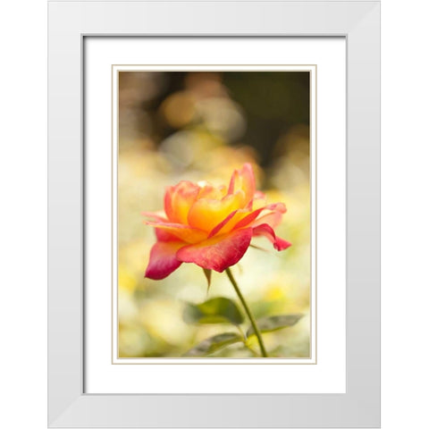 Serene Rose I White Modern Wood Framed Art Print with Double Matting by Millet, Karyn