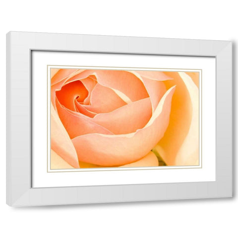 In Full Bloom I White Modern Wood Framed Art Print with Double Matting by Millet, Karyn