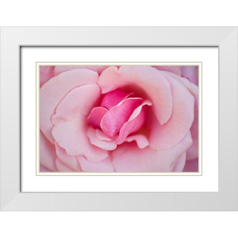 In Full Bloom II White Modern Wood Framed Art Print with Double Matting by Millet, Karyn
