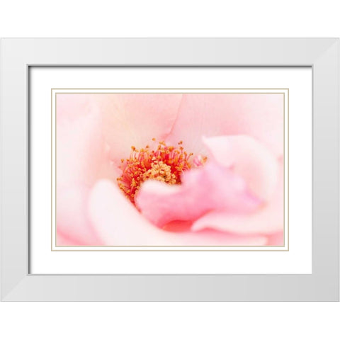 In Full Bloom III White Modern Wood Framed Art Print with Double Matting by Millet, Karyn