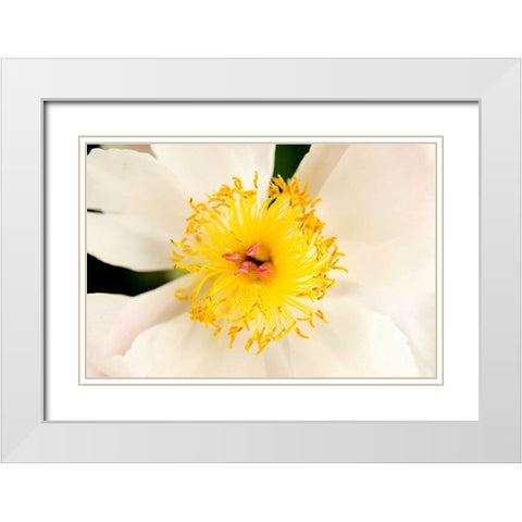 In Full Bloom IV White Modern Wood Framed Art Print with Double Matting by Millet, Karyn