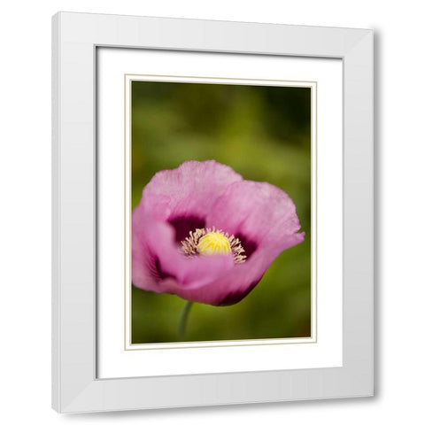 Purple Poppy I White Modern Wood Framed Art Print with Double Matting by Millet, Karyn