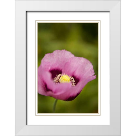 Purple Poppy I White Modern Wood Framed Art Print with Double Matting by Millet, Karyn