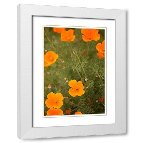 California Poppies I White Modern Wood Framed Art Print with Double Matting by Millet, Karyn